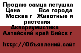 Продаю самца петушка › Цена ­ 700 - Все города, Москва г. Животные и растения » Аквариумистика   . Алтайский край,Бийск г.